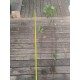 100 plants de Laurier palme 100/150cm