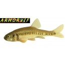 20 milles alevins de vairons offre spéciale fédération de pêche